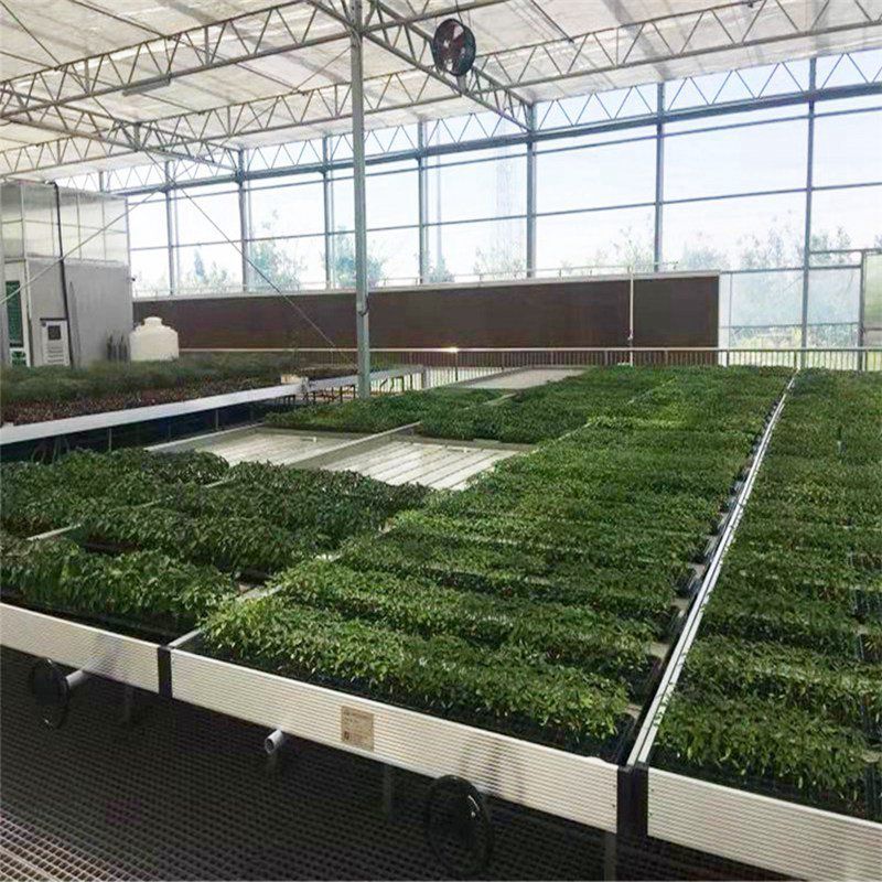 西青蔬菜大棚